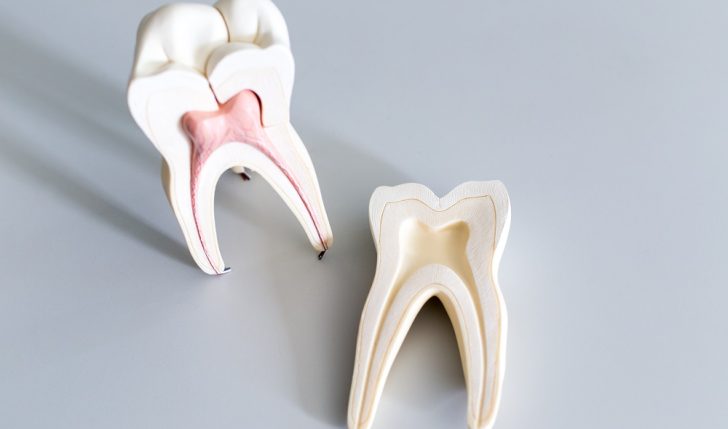 Tooth model for education in laboratory.